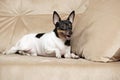 Toy Fox Terrier in Studio Royalty Free Stock Photo