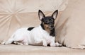 Toy Fox Terrier in Studio Royalty Free Stock Photo