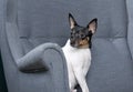 Toy Fox Terrier in Studio Royalty Free Stock Photo