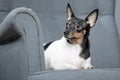 Toy Fox Terrier in Studio Royalty Free Stock Photo