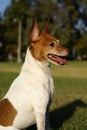 Toy Fox Terrier Profile Royalty Free Stock Photo