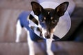 Toy Fox Terrier wearing an Adjustable Recovery Pet Protective Head Cone Preventing Animals from Aggravating a Healing Wound or