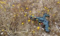 Toy Gun and Yellow Flowers Royalty Free Stock Photo