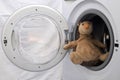 Toy Hedgehog in Washing Machine