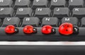 Toy ladybirds on computer keyboard Royalty Free Stock Photo