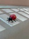 Toy Ladybug on a glass plate, reflected