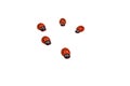 Toy ladybug red on a white background Royalty Free Stock Photo