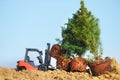 A toy loader loads and plants small coniferous trees in the ground. Royalty Free Stock Photo