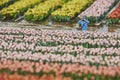 A toy man takes a photo of tulip field in Madurodam park, Netherlands