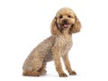 Toy miniature poodle dog on white background Royalty Free Stock Photo