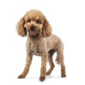 Toy miniature poodle dog on white background Royalty Free Stock Photo