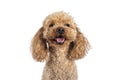 Toy miniature poodle dog on white background Royalty Free Stock Photo