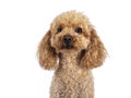 Toy miniature poodle dog on white background Royalty Free Stock Photo