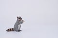 Toy miniature racoon, isolated plastic toy racoon on white background space for text