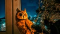 Toy owl on window sill near Christmas tree in dark room at night. Cozy magical Xmas ornaments. Magoic Christmas