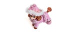 Toy pink poodle on a white background