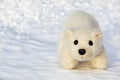 Toy polar bear cub in the Arctic