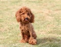 Toy poodle Royalty Free Stock Photo