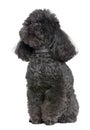 Toy poodle (4 yeras old) Royalty Free Stock Photo