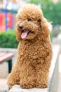 Toy Poodle Royalty Free Stock Photo