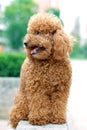Toy Poodle Royalty Free Stock Photo