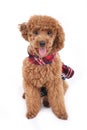 Toy poodle Royalty Free Stock Photo