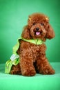 Toy Poodle