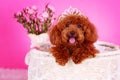 Toy poodle Royalty Free Stock Photo