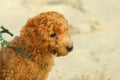 Toy poodle Royalty Free Stock Photo