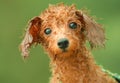 Toy poodle Royalty Free Stock Photo