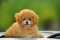 Toy poodle Royalty Free Stock Photo