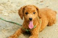 Toy poodle Royalty Free Stock Photo