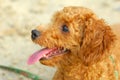 Toy poodle Royalty Free Stock Photo