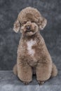 Toy poodle apricot portrait with closed eyes in studio with gray background.