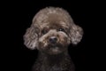 Toy poodle apricot portrait in studio with black background.