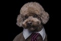 Toy poodle apricot portrait in studio with black background and tie.