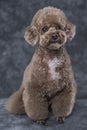 Toy poodle apricot portrait in studio with gray background.