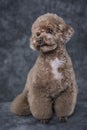 Toy poodle apricot portrait in studio with gray background.