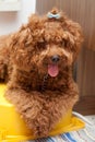 Toy Poodle with blue ribbon