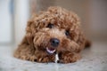 Toy Poodle and Bone Royalty Free Stock Photo