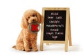 Toy poodle with bowl and list of toxic foods for dogs written on blackboard - Concept of dog food nutrition and diet Royalty Free Stock Photo