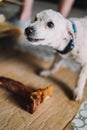 toy poodle breed dog enjoying a t-bone Royalty Free Stock Photo