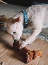 toy poodle breed dog enjoying a t-bone Royalty Free Stock Photo