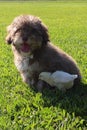 A Toy Poodle and Chick Become Friends Royalty Free Stock Photo