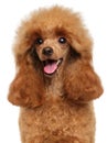 Toy Poodle close-up portrait Royalty Free Stock Photo