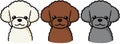 Toy Poodle