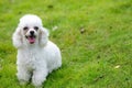 Toy poodle dog Royalty Free Stock Photo