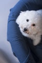 Toy Poodle dog Royalty Free Stock Photo