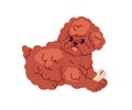 Toy Poodle dog playing with bone. Funny happy playful puppy of miniature fluffy breed. Cute adorable doggy, little