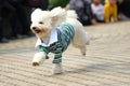 Toy poodle dog running Royalty Free Stock Photo